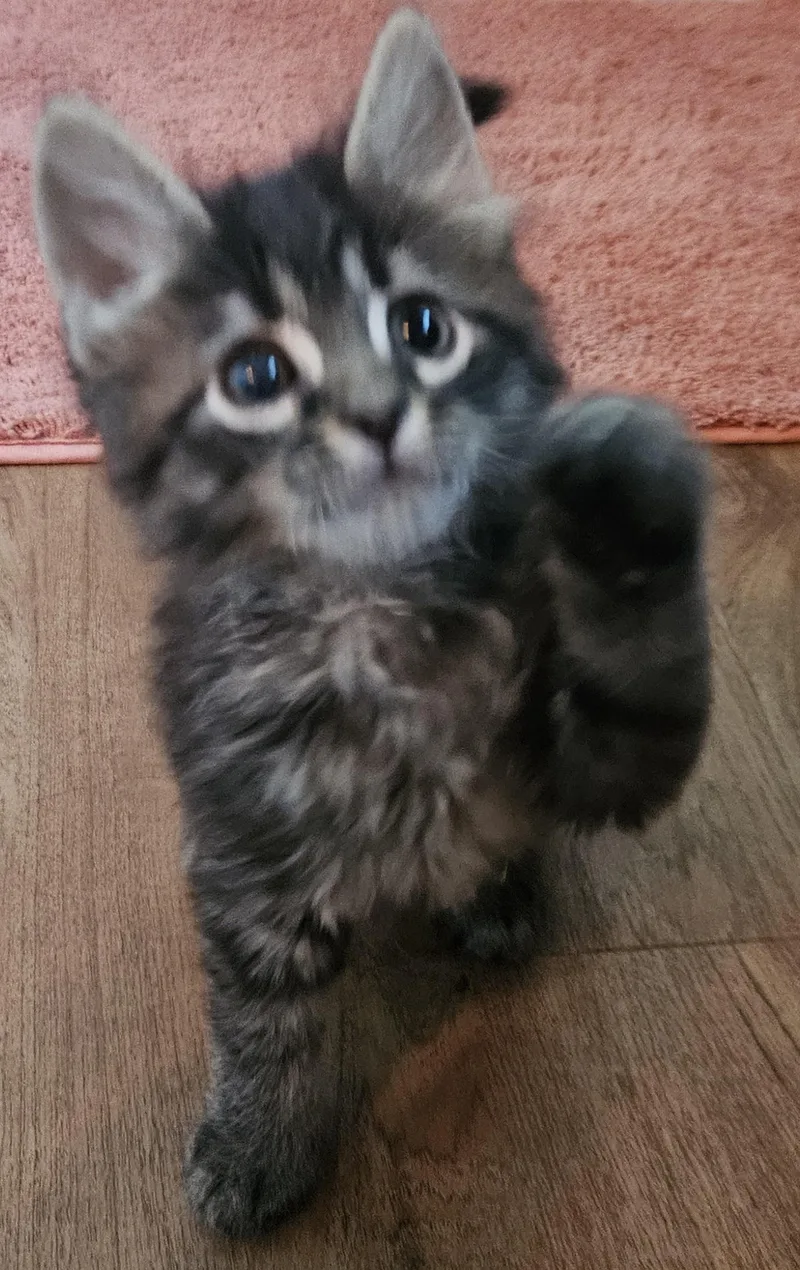 A baby medium-sized male Black Domestic Medium Hair cat named Cillian for adoption in Racine, WI