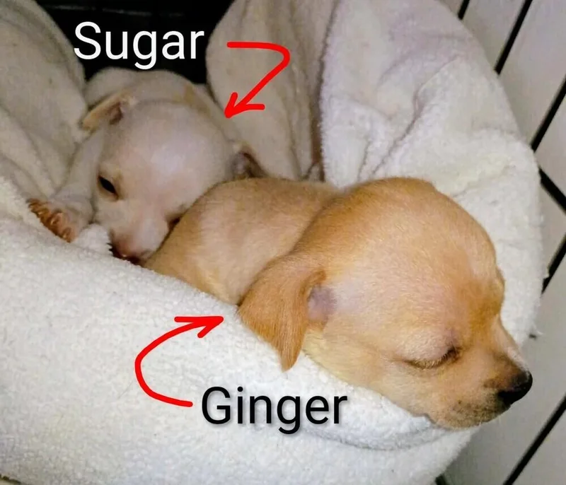Ginger thumbnail 3