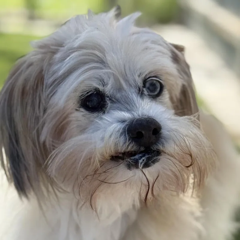 Agnes: The Toothless Cutie