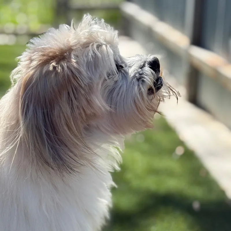 Agnes: The Toothless Cutie thumbnail 4