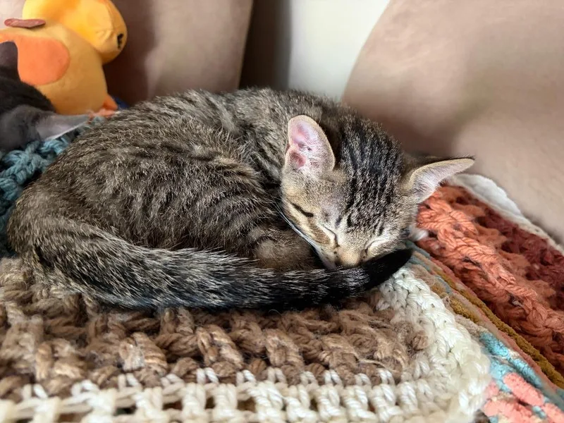 Huey thumbnail 3