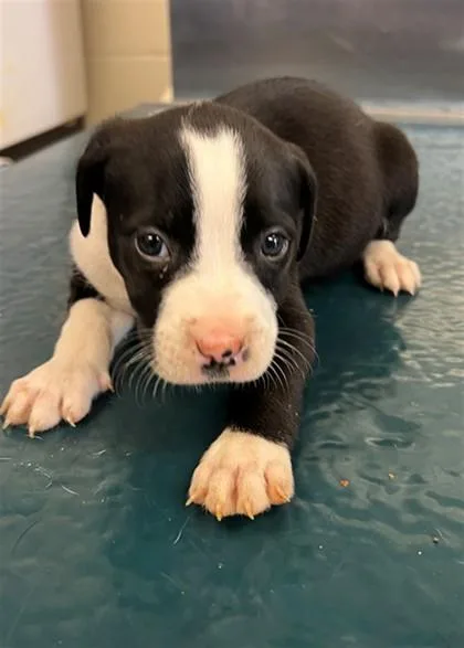 A baby small-sized female Mixed Breed dog named Jilly for adoption in West Chester, PA