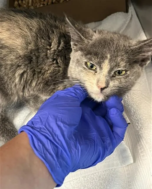 A baby small-sized female Domestic Long Hair cat named Lilac for adoption in Long Beach, CA