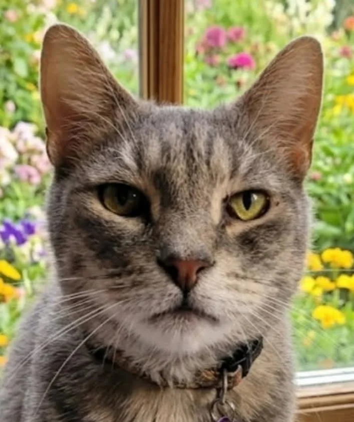 An adult medium-sized male Tabby (Gray / Blue / Silver) Domestic Short Hair cat named Sensei for adoption in Lansdowne, PA