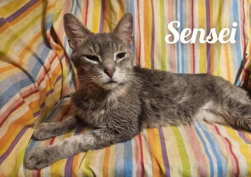 Sensei thumbnail 2