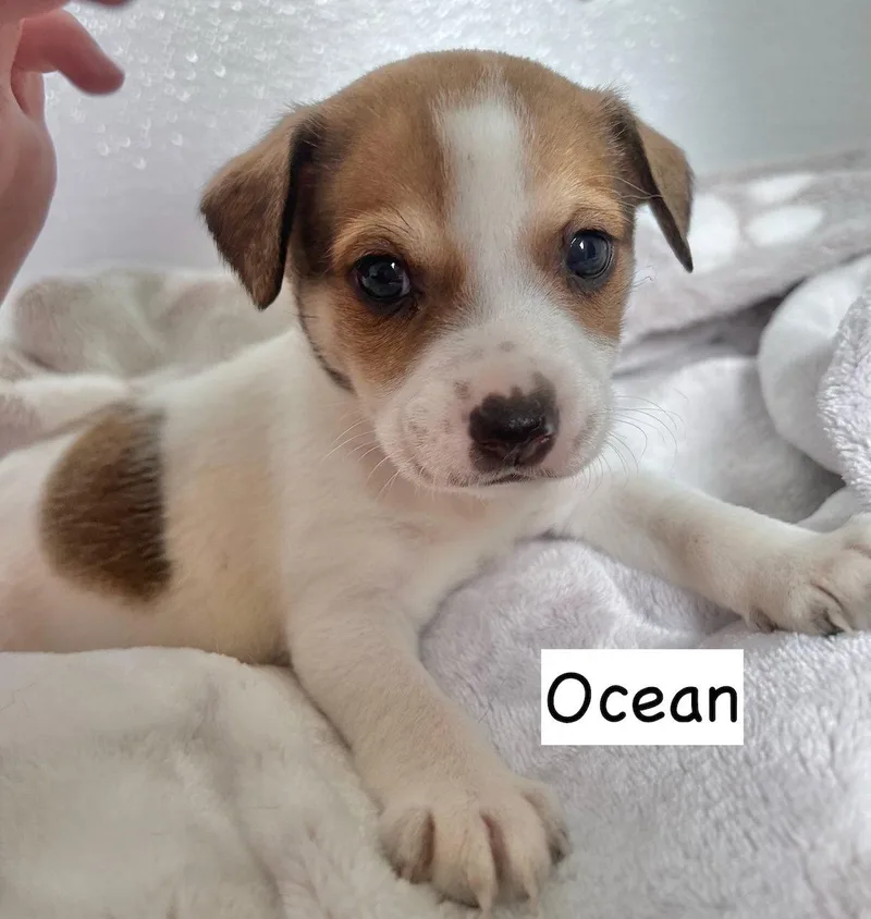 Ocean thumbnail 2