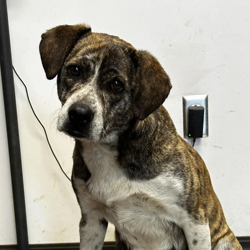 An adult medium-sized female Brindle Black Mouth Cur dog named Trina for adoption in Cleveland, MS