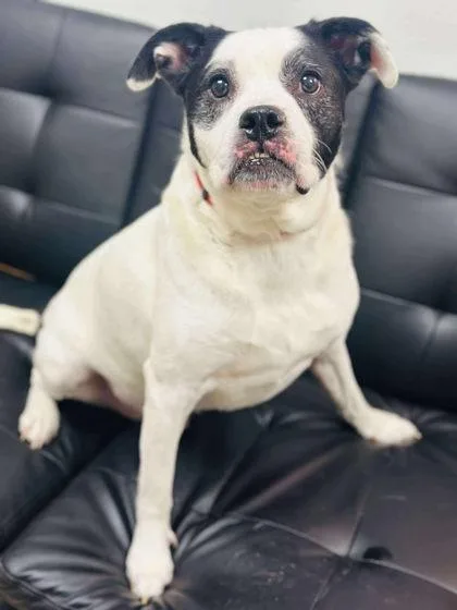 An adult large-sized male Mixed Breed dog named Goosebumps for adoption in West Chester, PA