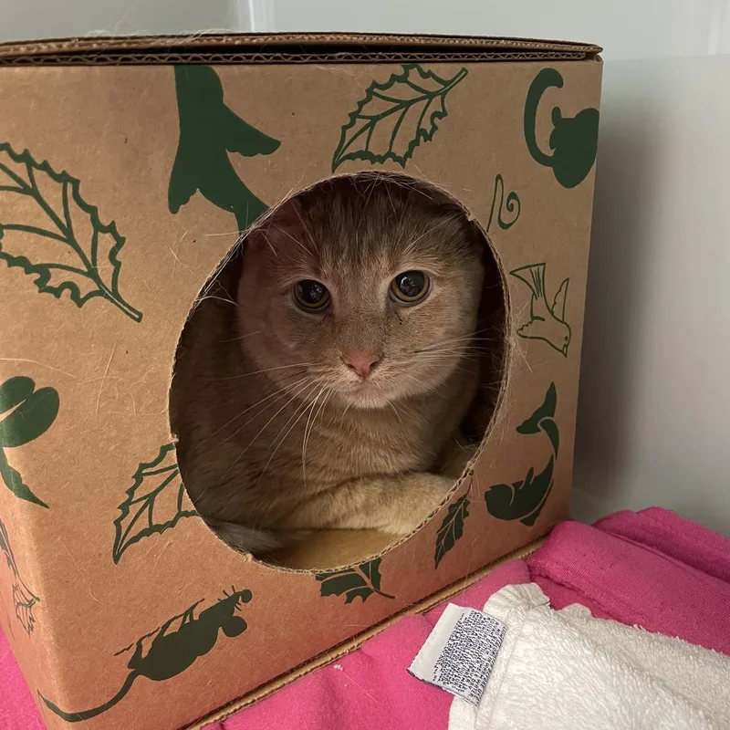 An adult large-sized male Orange / Red Domestic Short Hair cat named Sammy for adoption in Saint Charles, MO