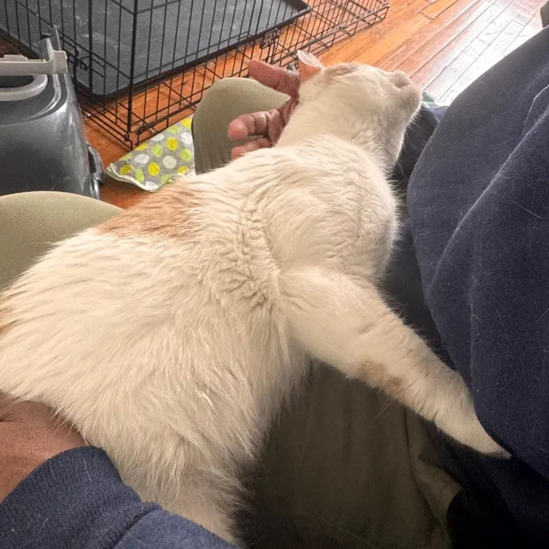 A young medium-sized male Domestic Short Hair cat named Creamsicle for adoption in New york, NY
