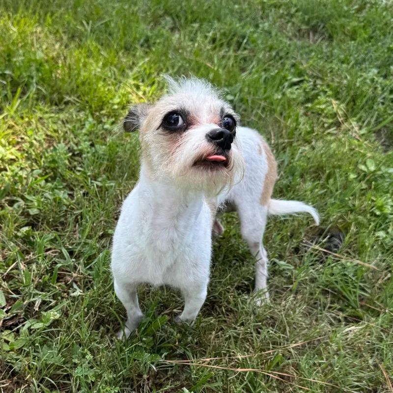 An adult small-sized male White / Cream Chihuahua dog named Raptor for adoption in Houston, TX