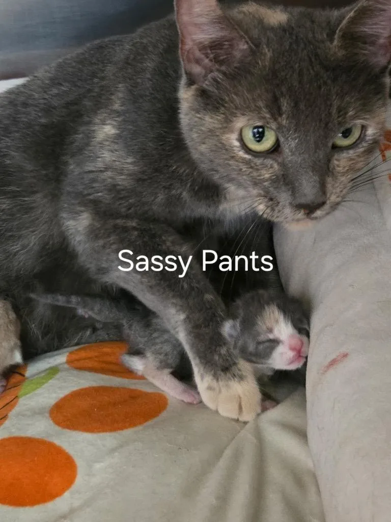 A senior large-sized female Domestic Short Hair cat named Sassy Pants for adoption in Cambridge, MD