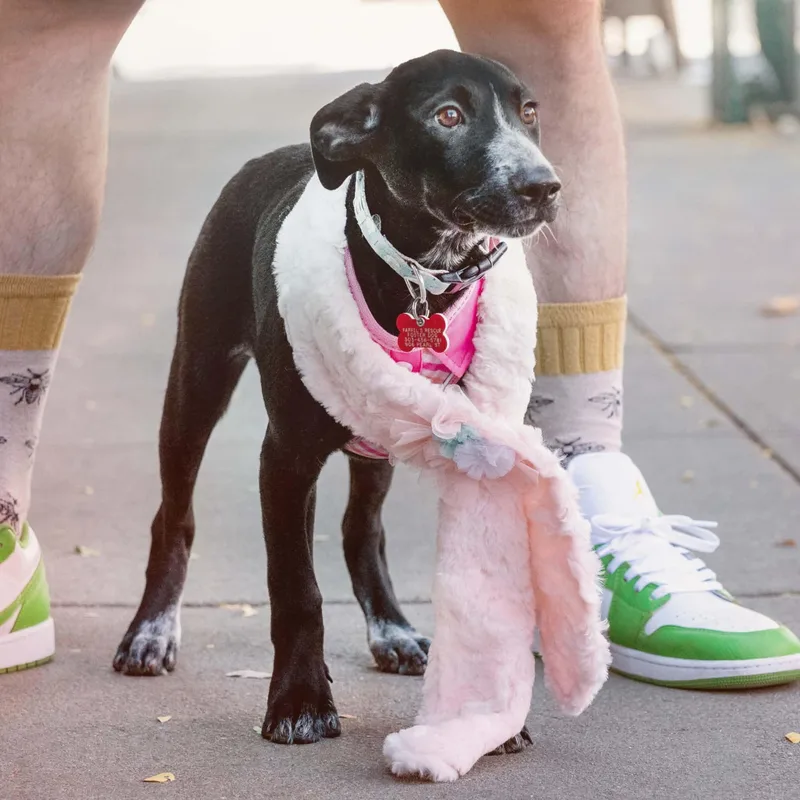 A baby medium-sized female Australian Cattle Dog / Blue Heeler dog named Dixie for adoption in Boulder, CO