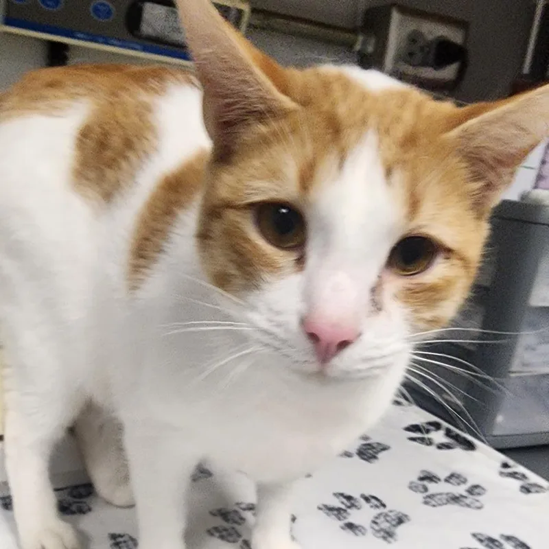 An adult medium-sized male White Domestic Short Hair cat named Harlomister Doodles for adoption in Greenville, SC