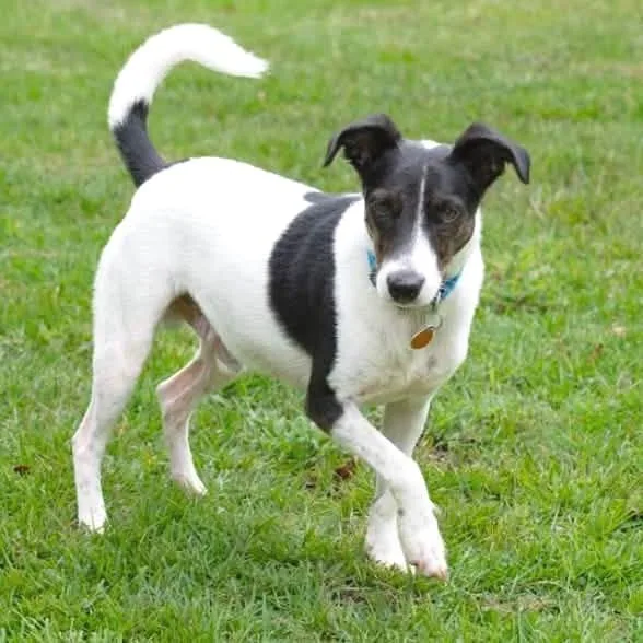 An adult small-sized male Rat Terrier dog named Everett for adoption in Minneapolis, MN