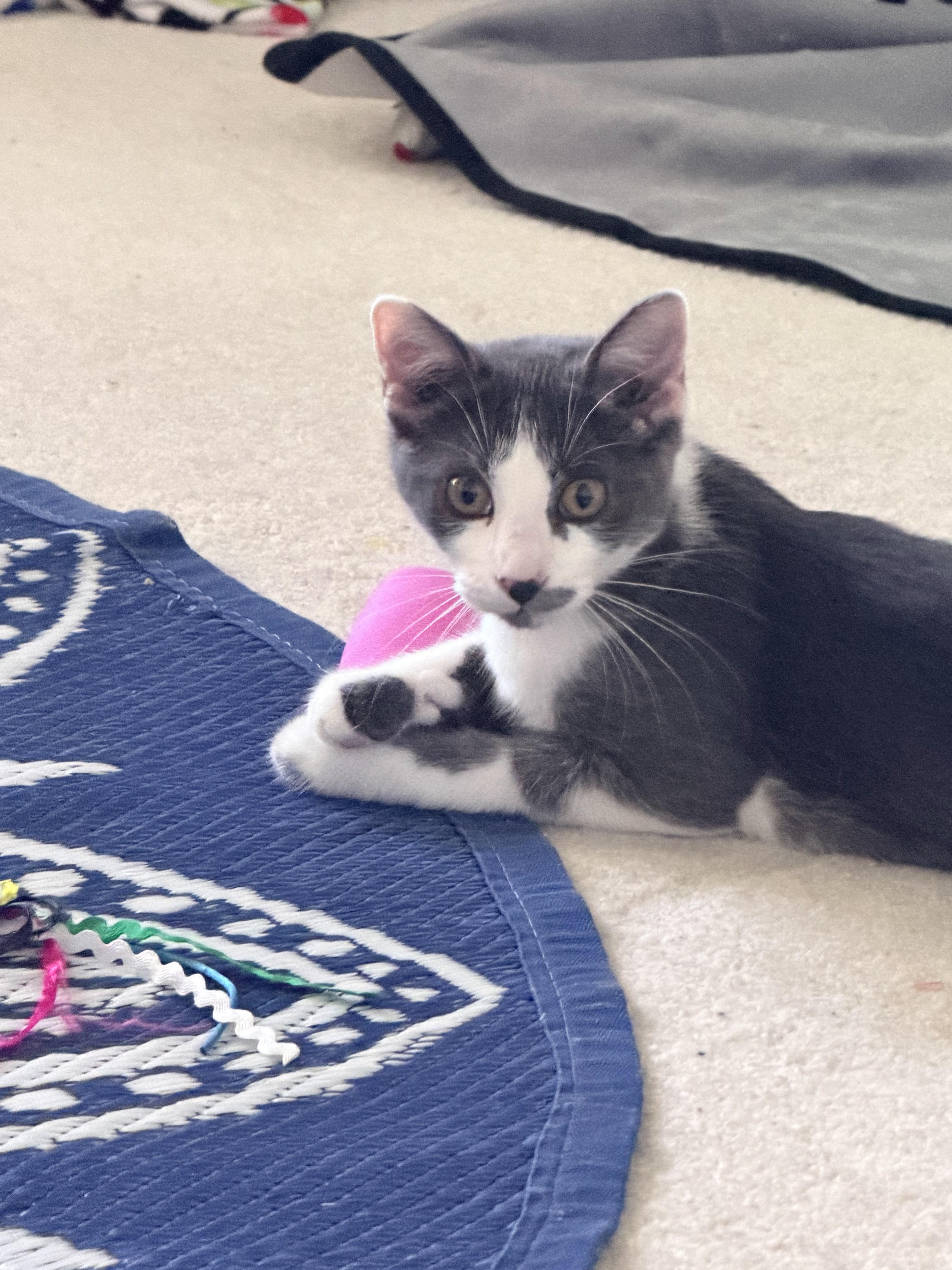 A young medium-sized female Gray & White Domestic Short Hair cat named Gracie for adoption in Toledo, OH