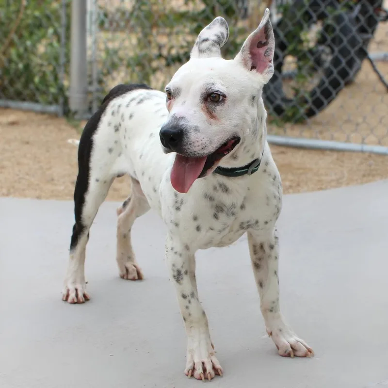 Appaloosa thumbnail 2