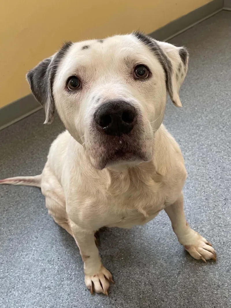 An adult medium-sized male Pit Bull Terrier dog named Stihl for adoption in Covington, VA