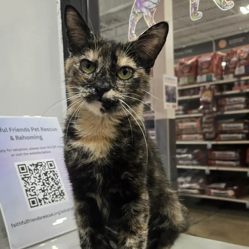A young medium-sized female Tortoiseshell Domestic Short Hair cat named Demiglace for adoption in Williston, FL
