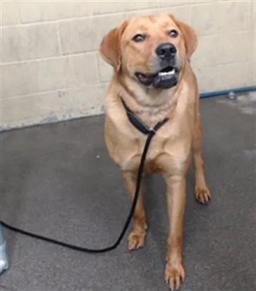 A young medium-sized female Labrador Retriever dog named Myra for adoption in Downey, CA