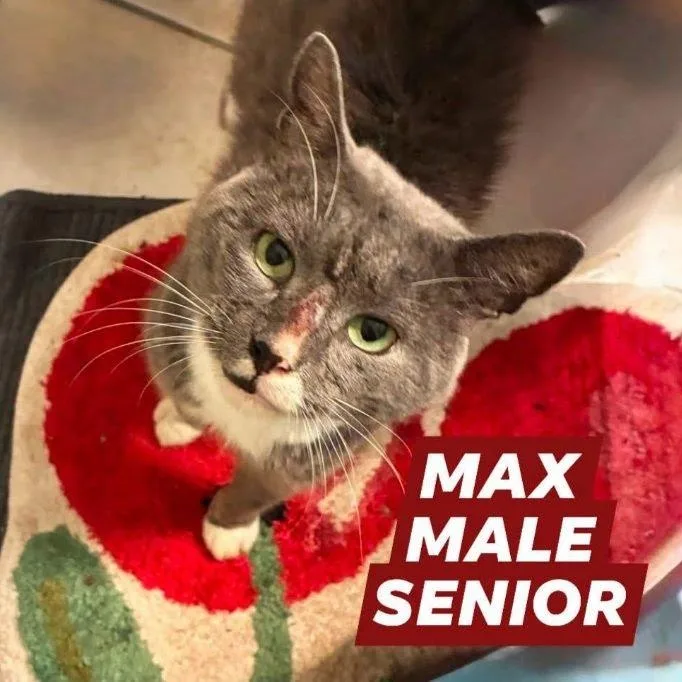 A senior medium-sized male Gray & White Domestic Short Hair cat named Max for adoption in Myrtle Beach, SC