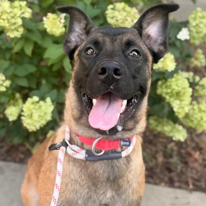 A young medium-sized female Brown / Chocolate Mixed Breed dog named Marmalade for adoption in Asheville, NC