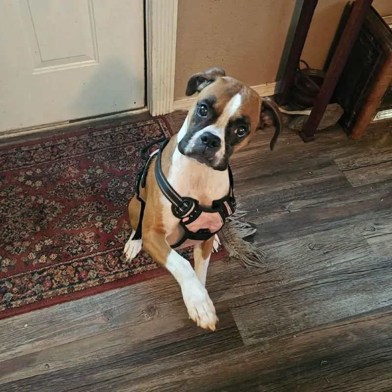 An adult small-sized female Yellow / Tan / Blond / Fawn Boxer dog named Libby Lou for adoption in McMinnville, OR