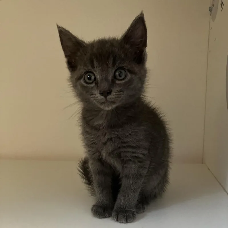 A baby small-sized male Gray / Blue / Silver Domestic Short Hair cat named Risk for adoption in Uniontown, PA