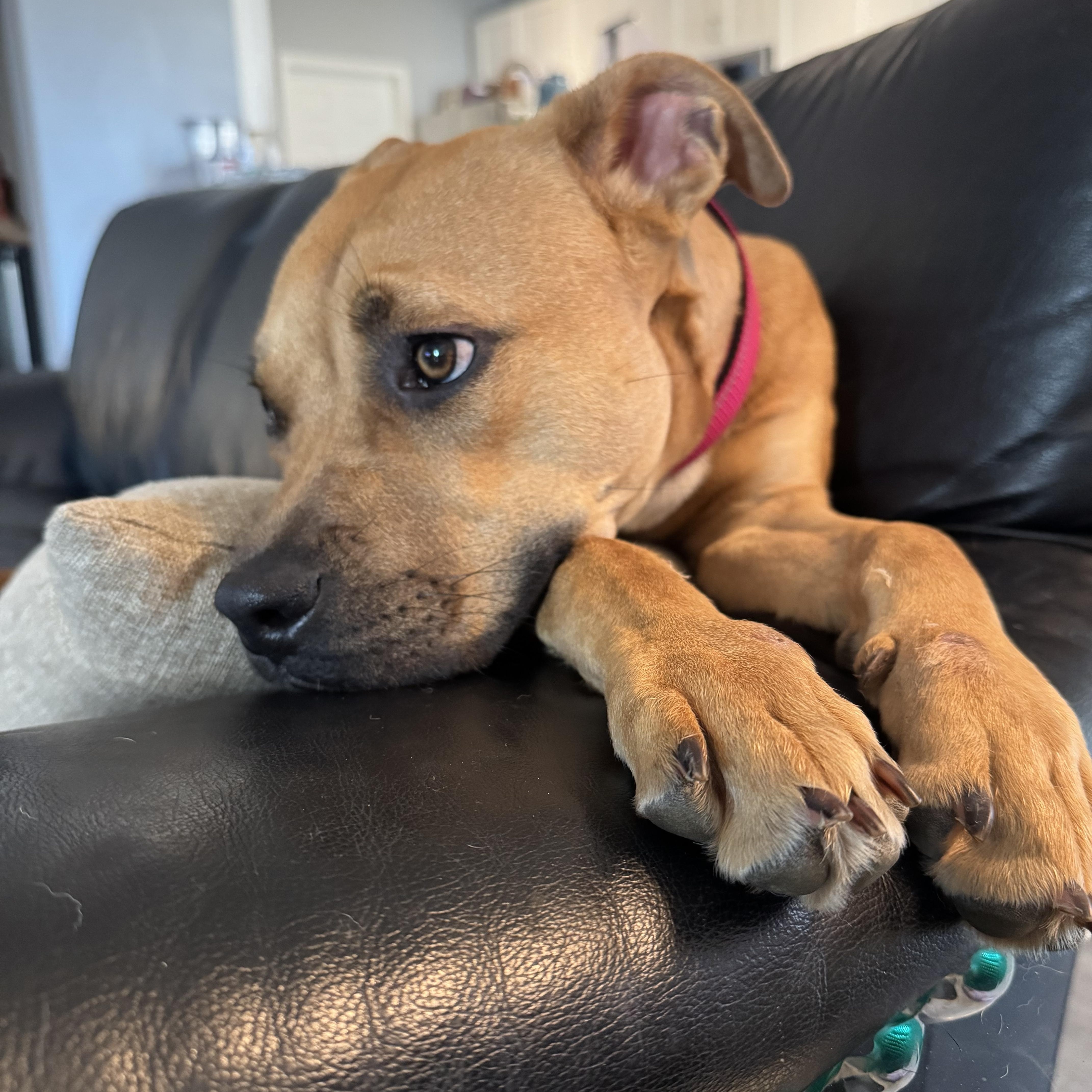 Missie  Playful  thumbnail 2