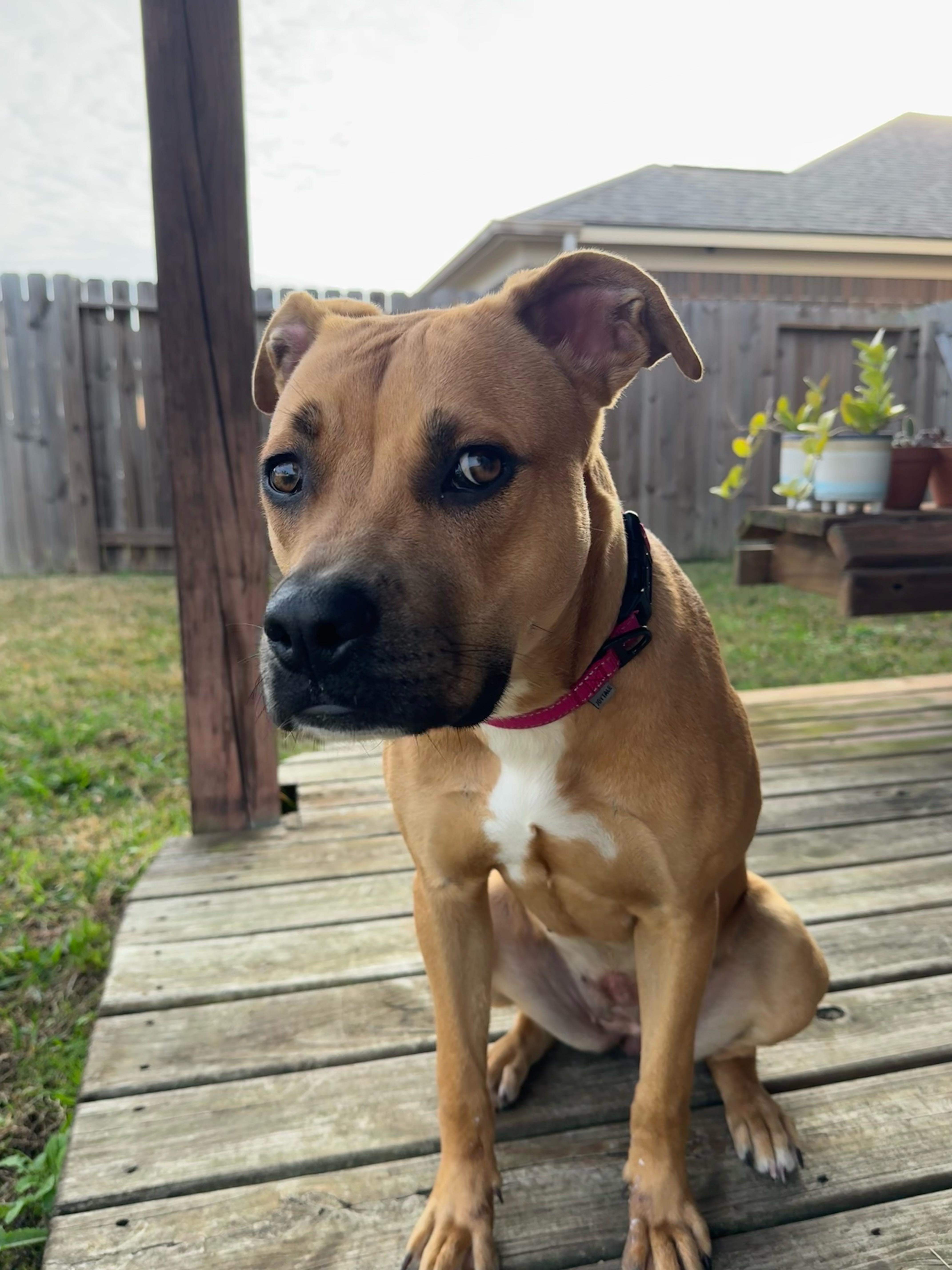 Missie  Playful  thumbnail 3