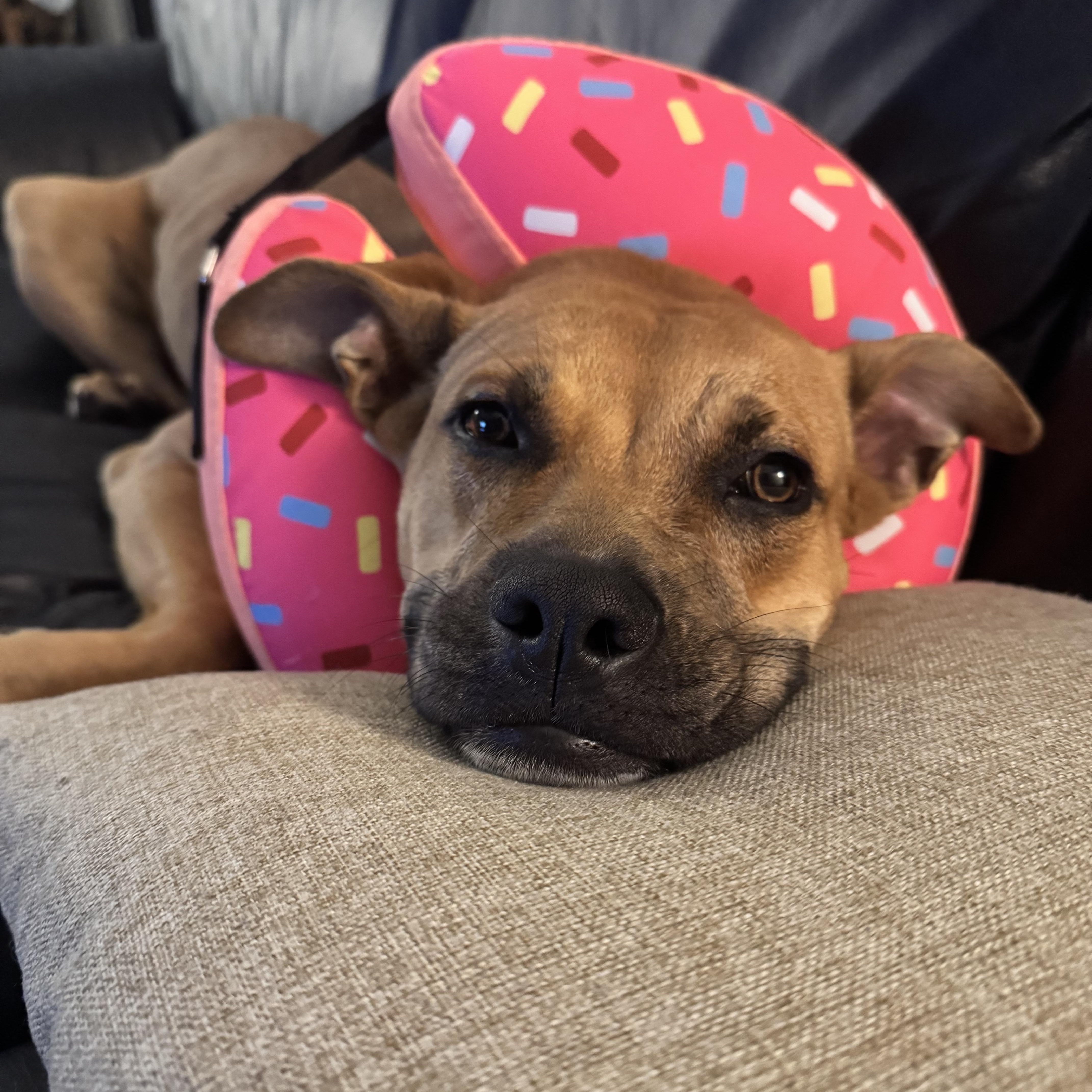 Missie  Playful  thumbnail 4