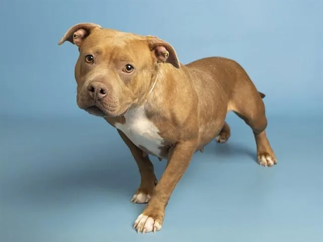 An adult medium-sized female Pit Bull Terrier dog named Madonna for adoption in Phoenix, AZ
