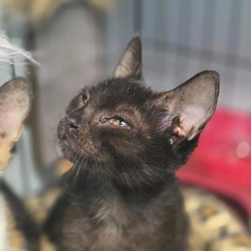 A baby small-sized male Black Domestic Short Hair cat named Fuyu for adoption in Huntsville, AL