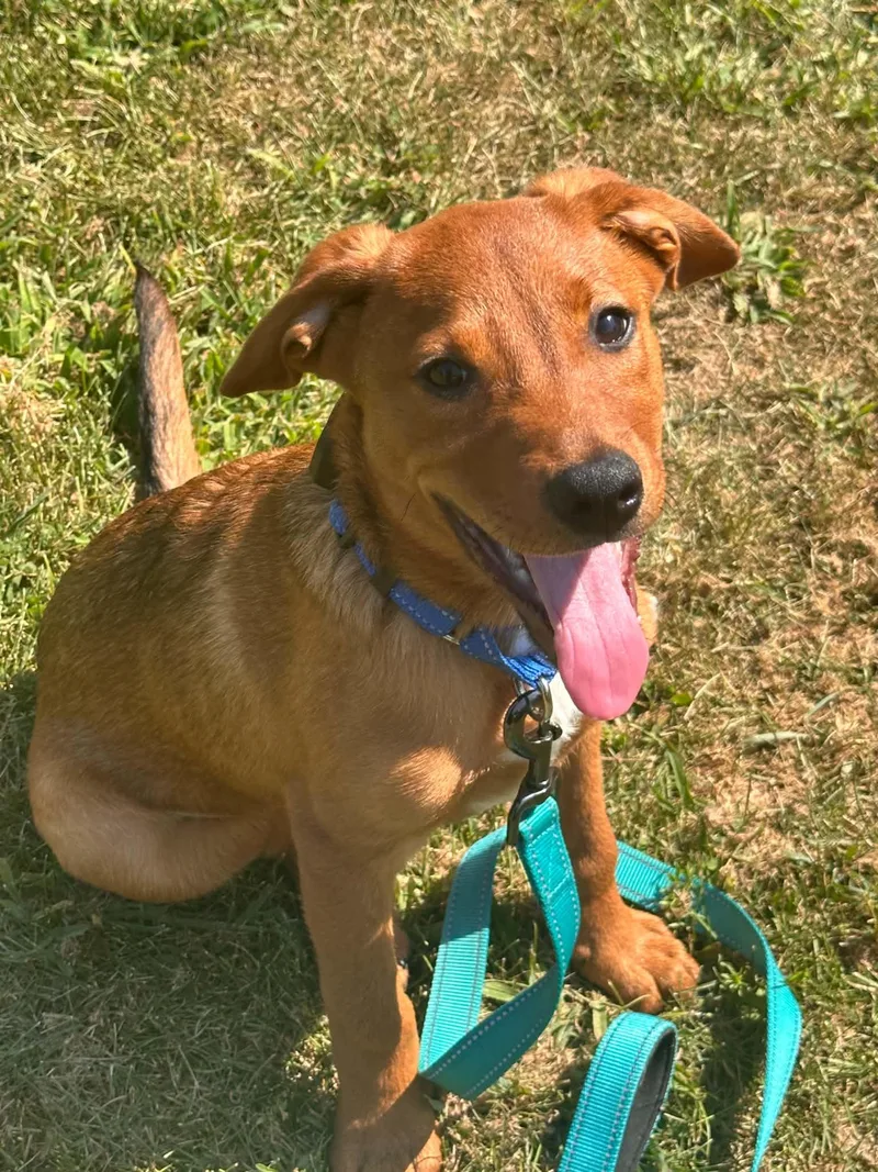 A baby large-sized male Mixed Breed dog named Chester for adoption