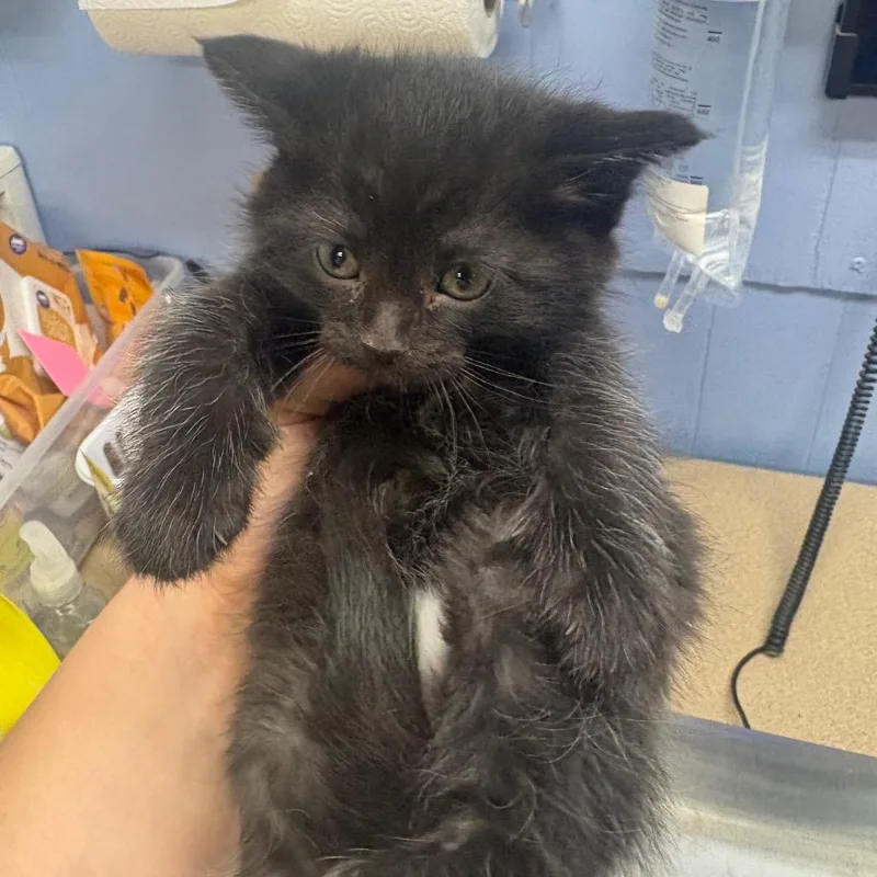 A baby small-sized female Black American Shorthair cat named Valentina for adoption in Tipton, IA