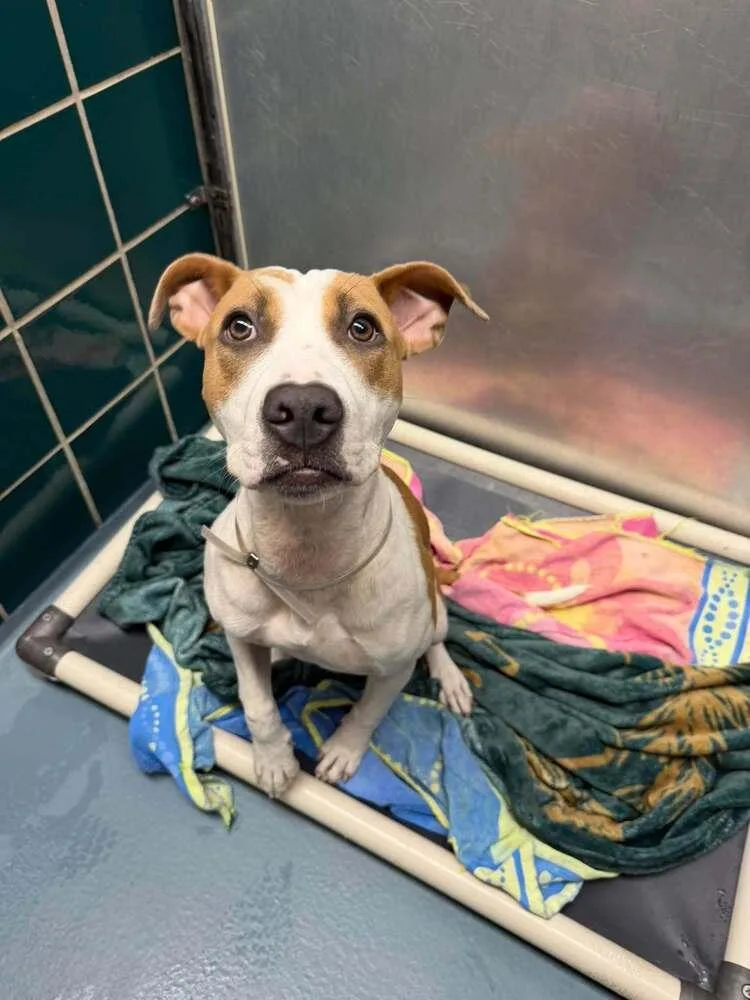 A young medium-sized female Staffordshire Bull Terrier dog named Bingo for adoption in Aurora, CO
