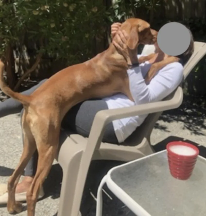 An adult large-sized male Red / Chestnut / Orange Vizsla dog named Harrison for adoption in Amherst, MA