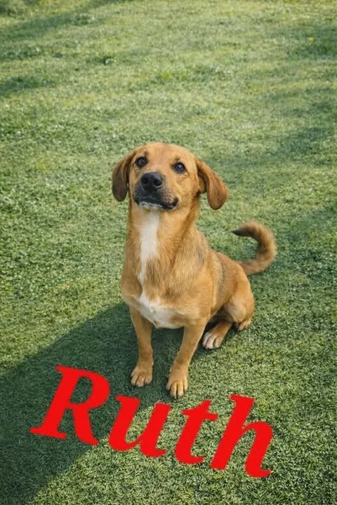 A young large-sized female Mountain Cur dog named Ruth for adoption in Livingston, LA