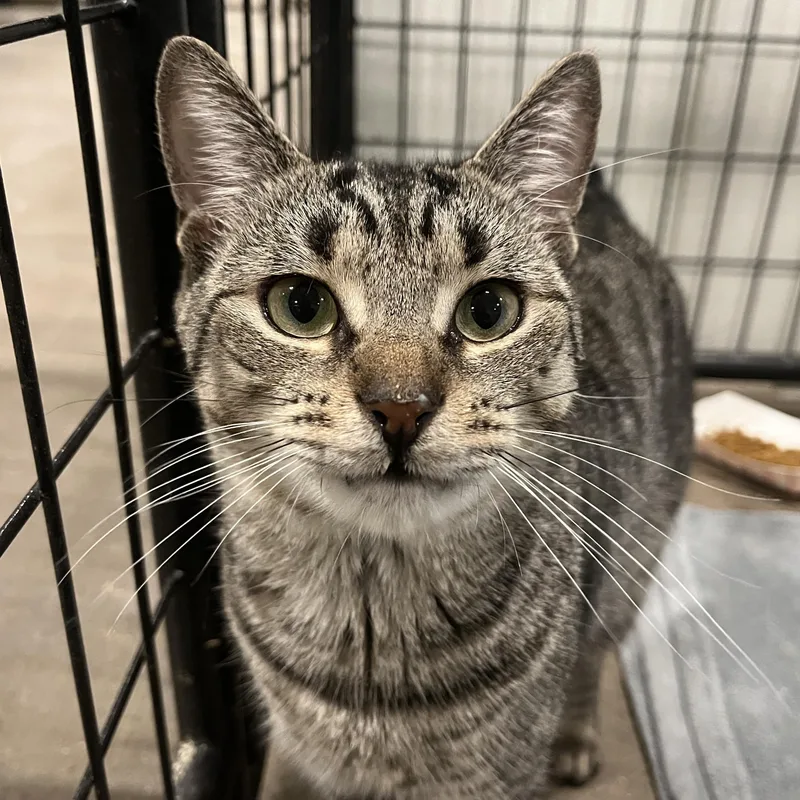 An adult medium-sized male Tabby (Brown / Chocolate) Domestic Short Hair cat named Max for adoption in Columbus, OH