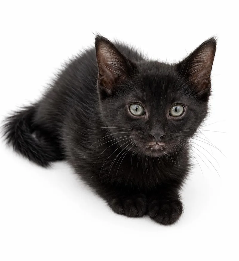 A baby small-sized male Black Bombay cat named Peach is DEFINITELY purrfect for adoption in Bedford Hills, NY
