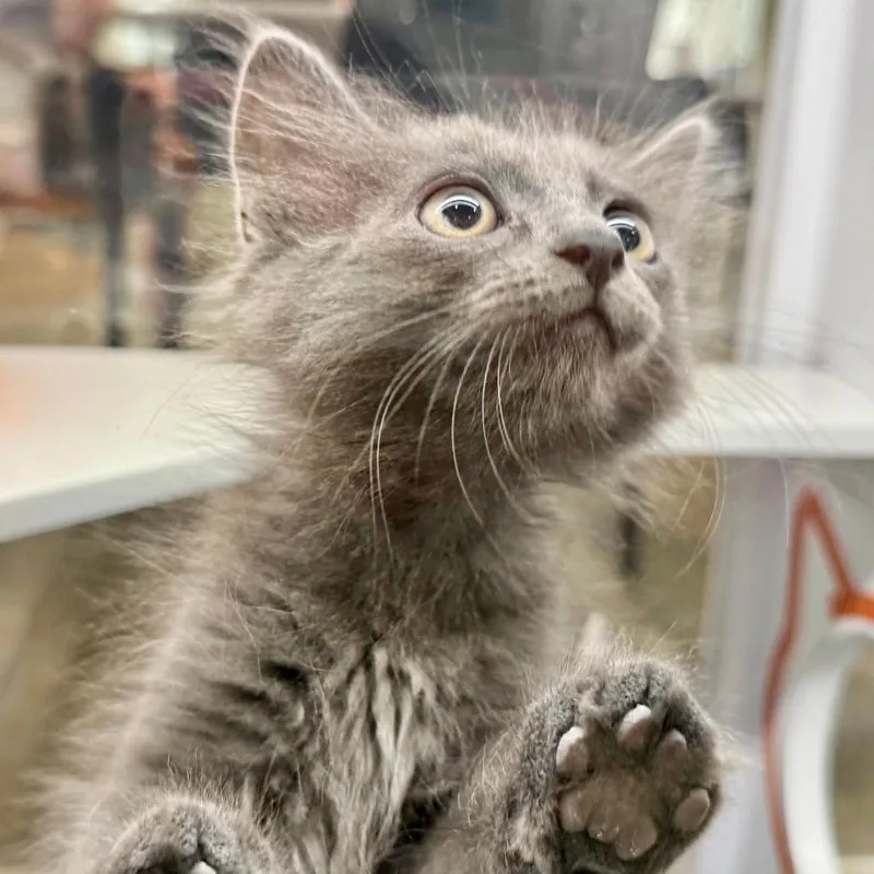 A baby small-sized male Domestic Short Hair cat named Muddy Waters for adoption in Los Angeles, CA
