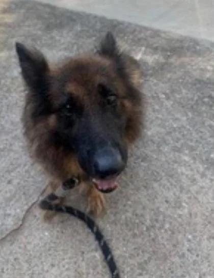 An adult large-sized female German Shepherd Dog dog named Bella for adoption in Atlanta, GA