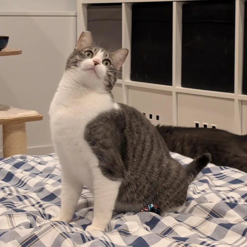 An adult medium-sized female Domestic Short Hair cat named Ivy for adoption in Renton , WA
