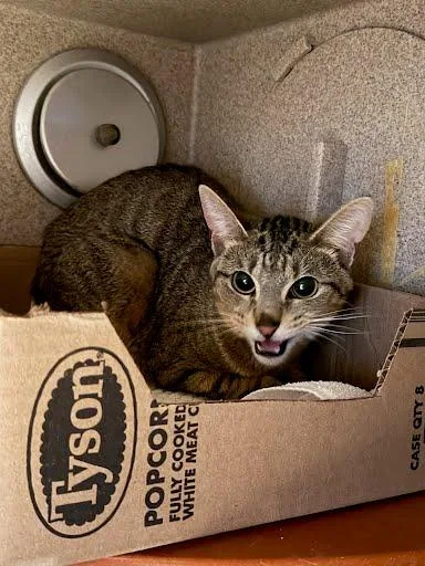 An adult small-sized female Domestic Short Hair cat named Dali for adoption in Washington, DC