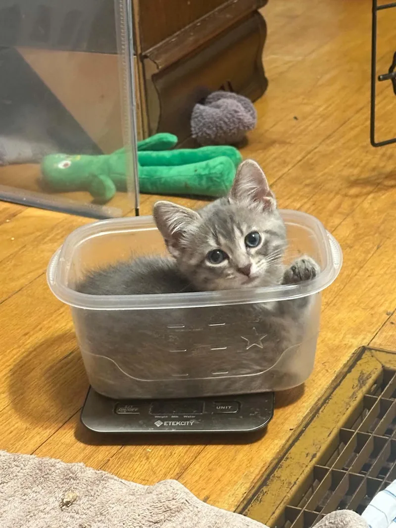 A baby small-sized female Domestic Short Hair cat named Wisteria for adoption in Milwaukee, WI