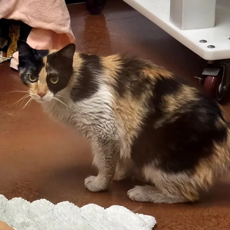 An adult large-sized female Calico Domestic Medium Hair cat named Queen Butterscotch for adoption in Santa Barbara, CA