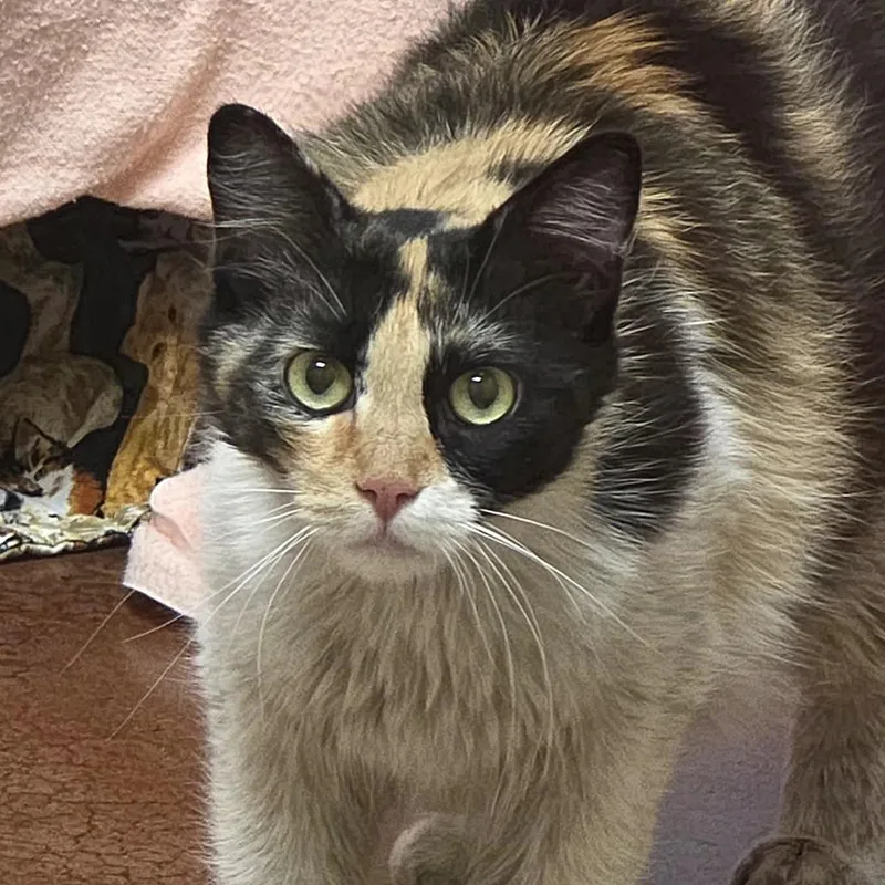 Queen Butterscotch thumbnail 2