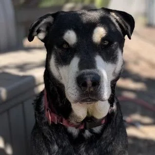 An adult large-sized male Gray / Blue / Silver Alaskan Malamute dog named Grover for adoption in Ashland, OR