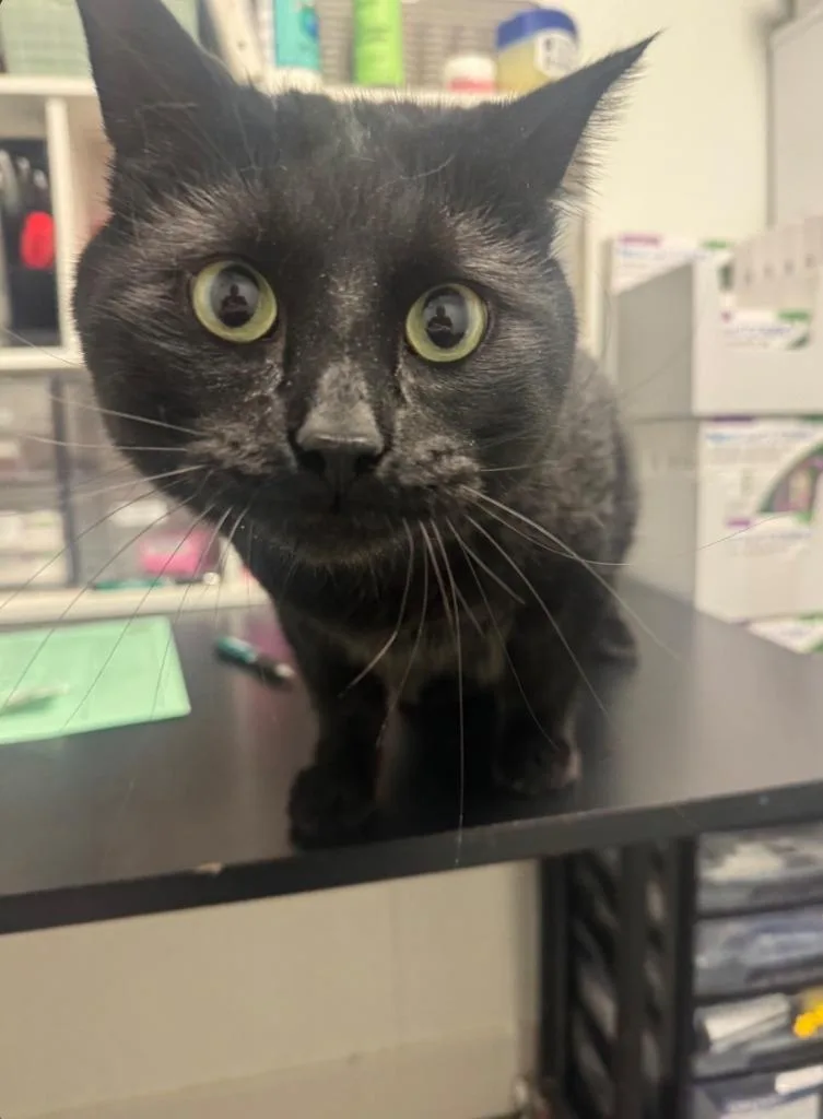 An adult medium-sized male Domestic Short Hair cat named Kava for adoption in St. Cloud, MN