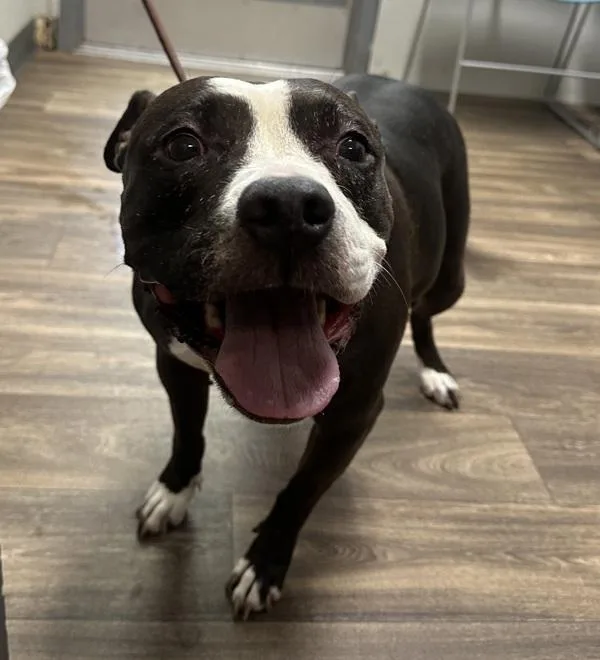 A senior medium-sized female American Staffordshire Terrier dog named Luna for adoption in San Diego, CA